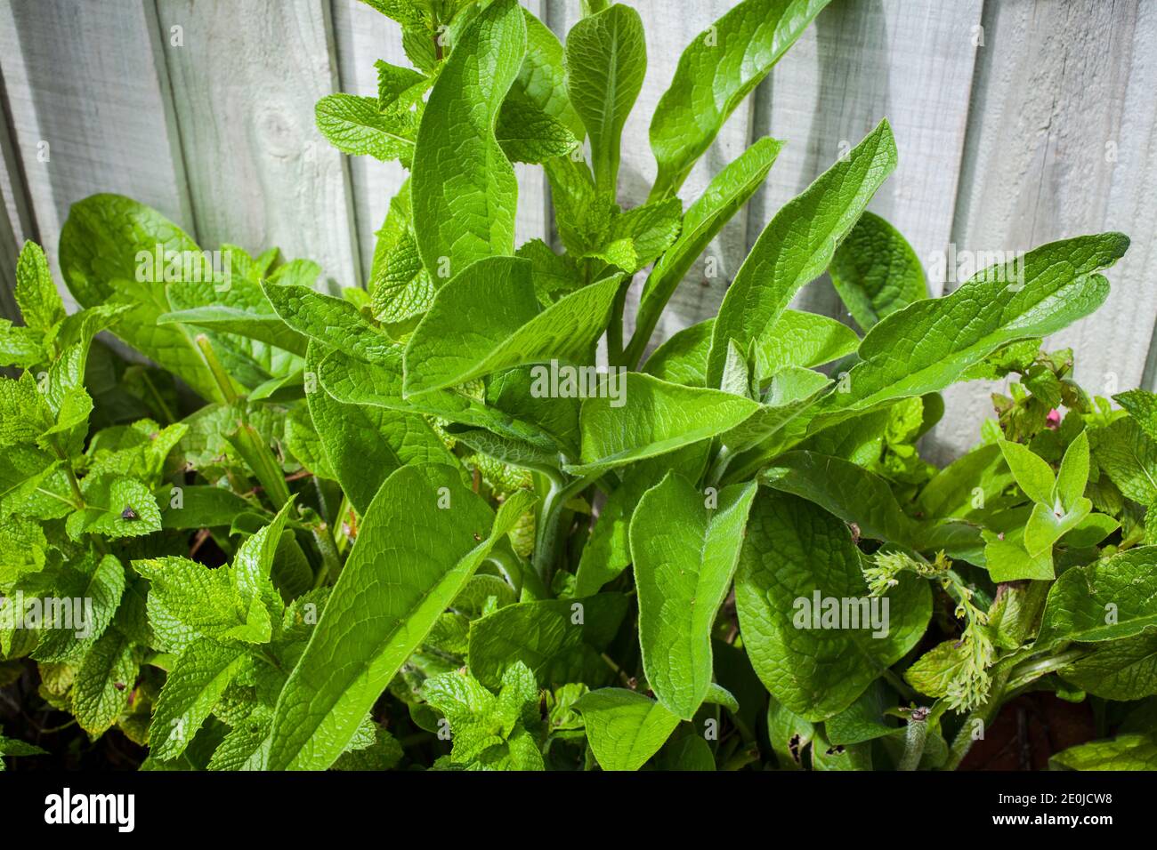 La mia casa-giardino prodotti biologici. Comfrey (Symphytum officinale) è una pianta perenne della famiglia Boraginaceae. Grande fonte di calcio. Foto Stock