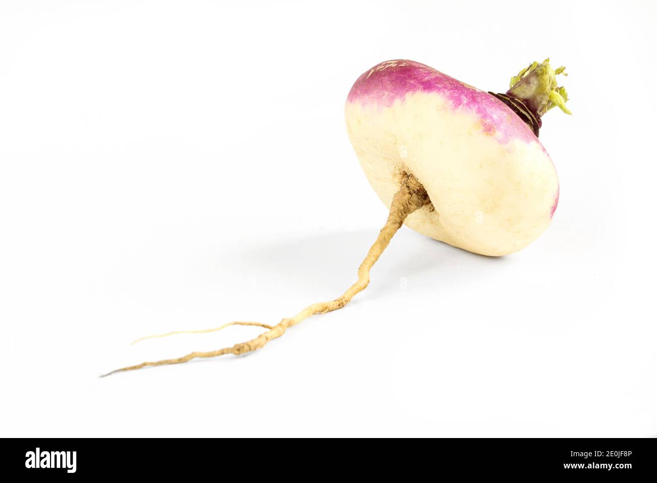 Singola pianta di rapa isolata su fondo bianco. Cibo biologico fresco Foto Stock