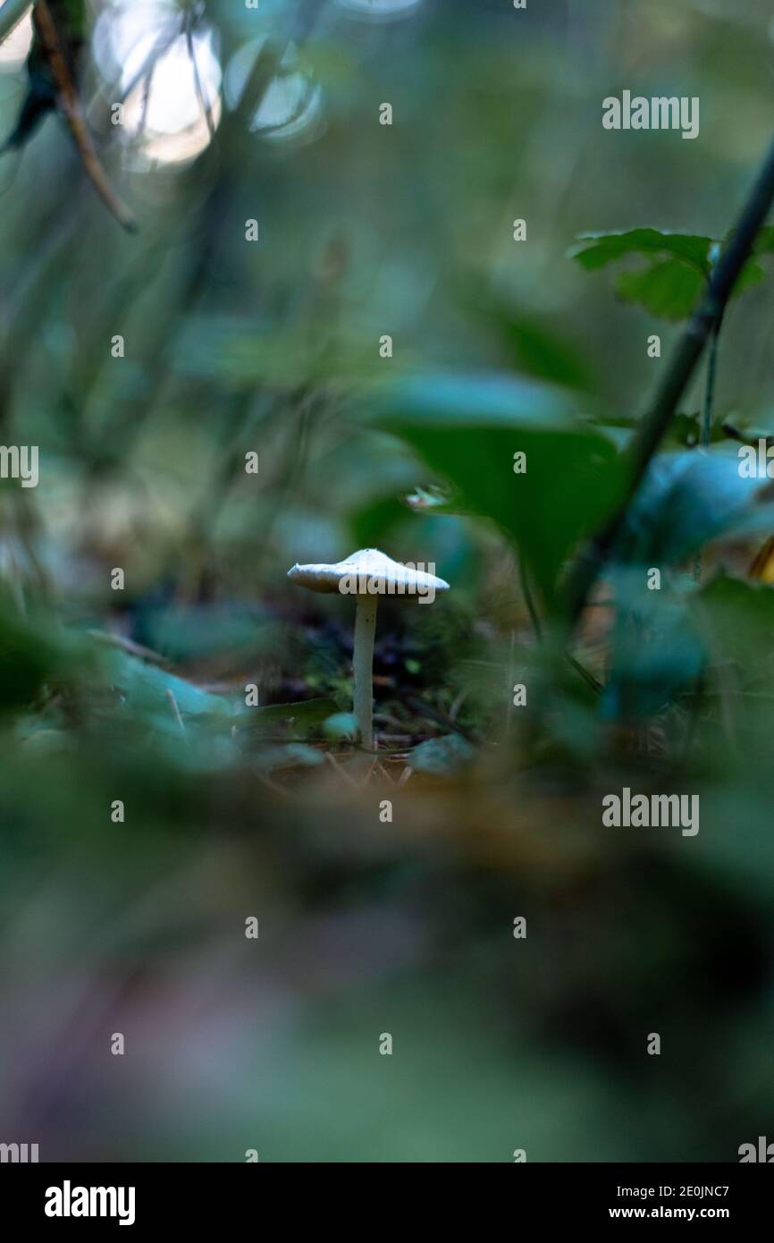 Fungo bianco non commestibile nella foresta macro tiro Foto Stock
