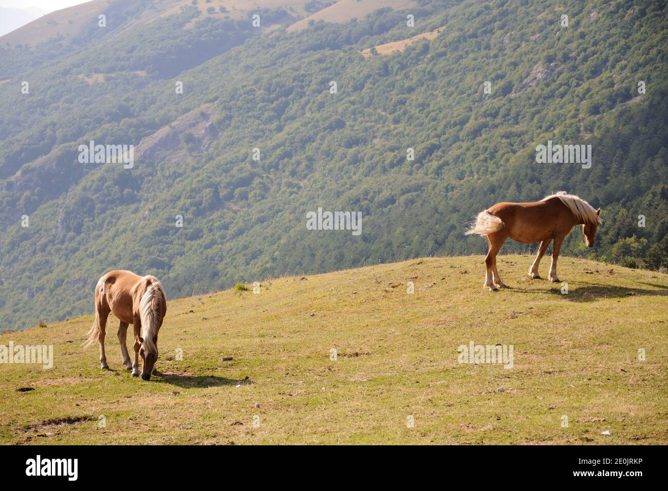 Due cavalli che mangiano erba in un pascolo montano nel Parco Nazionale dei Monti Sibillini. Pintura di Bolognola, Macerata, regione Marche, Italia. Foto Stock