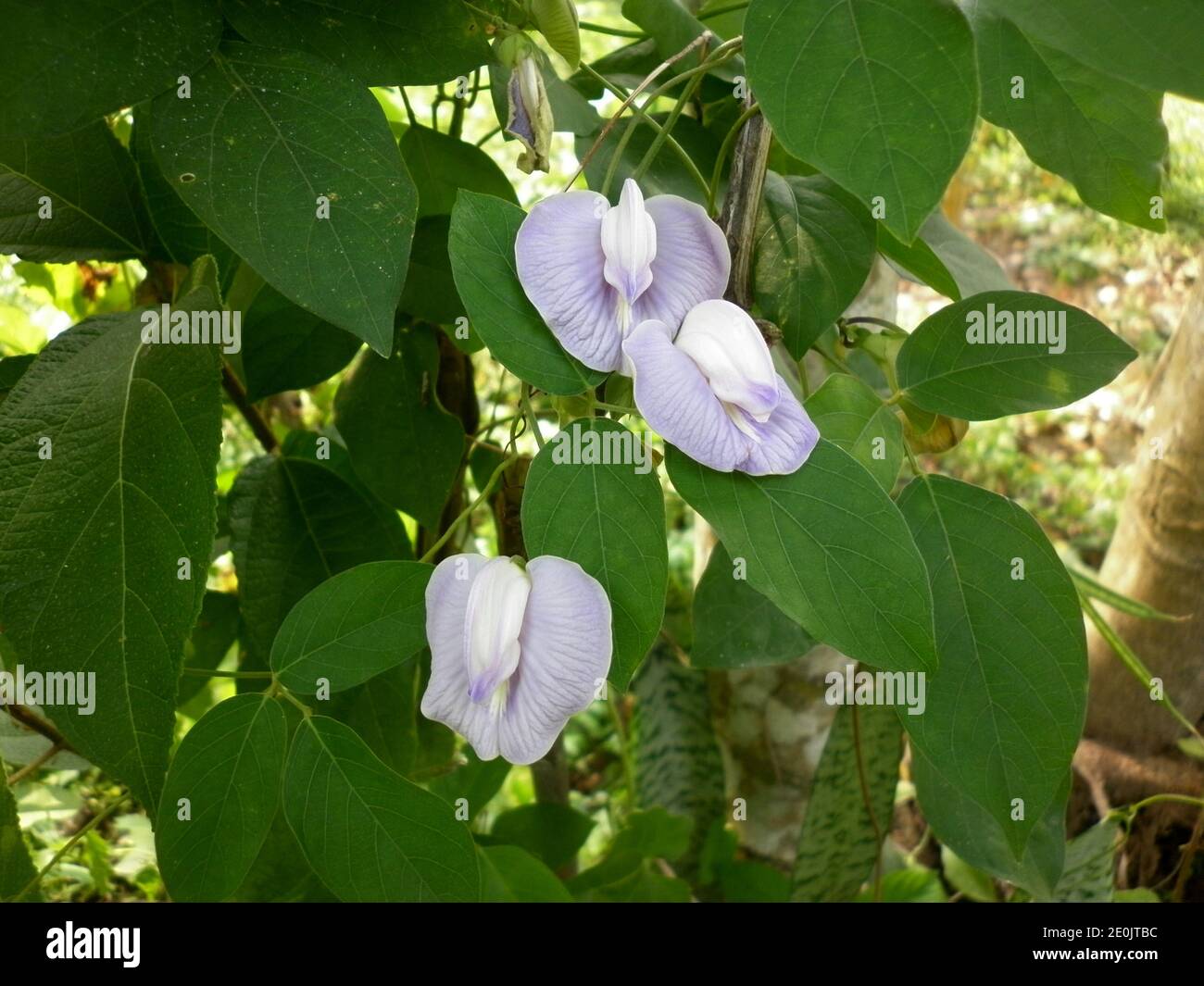 Una Vine selvaggia ed è strana forma tre viola chiaro fiori e foglie verdi Foto Stock
