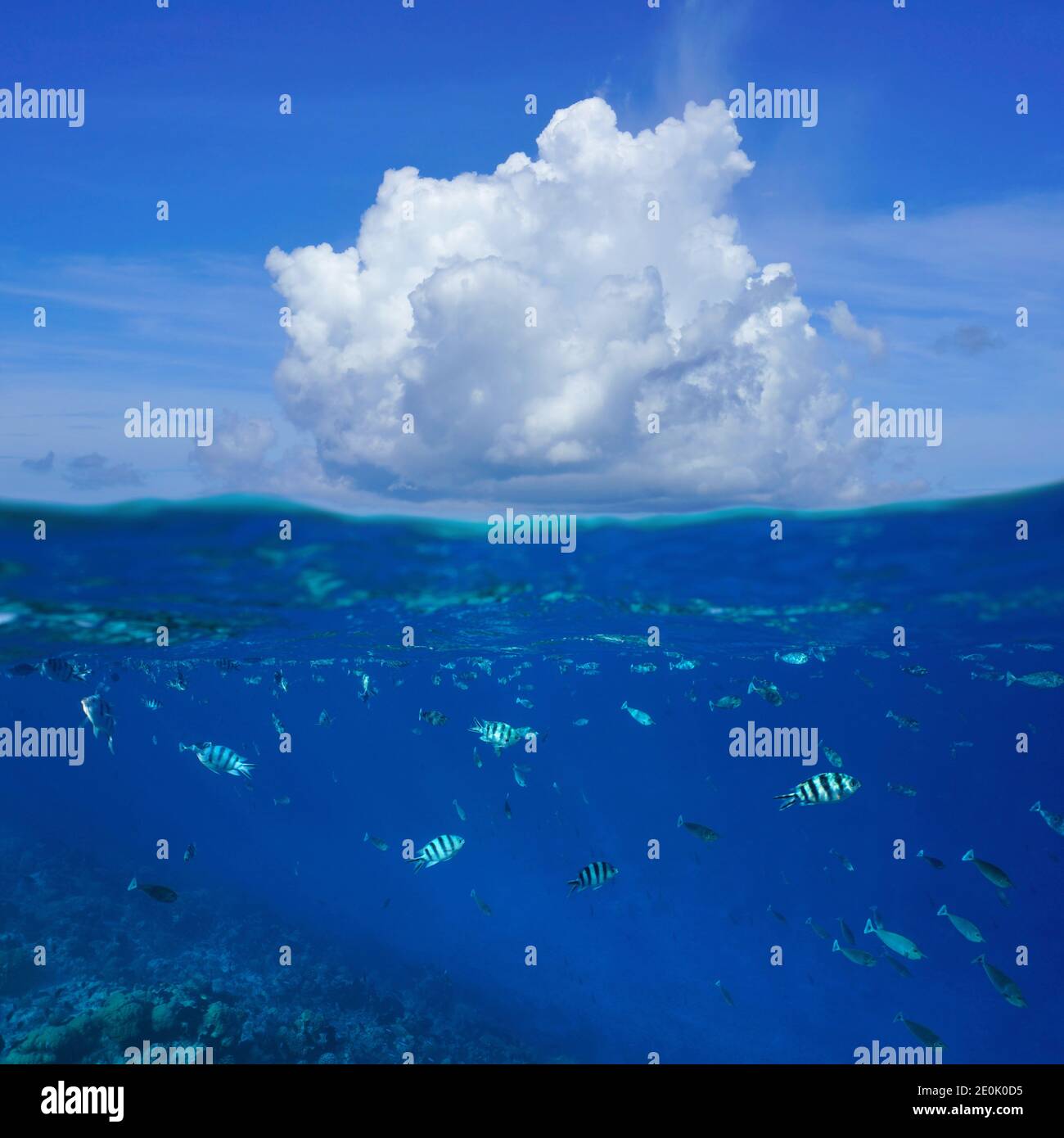 Una nuvola sopra la superficie del mare con pesci tropicali sott'acqua, vista divisa sopra e sotto l'acqua, oceano Pacifico, Rangiroa, Tuamotus, Polinesia Francese Foto Stock
