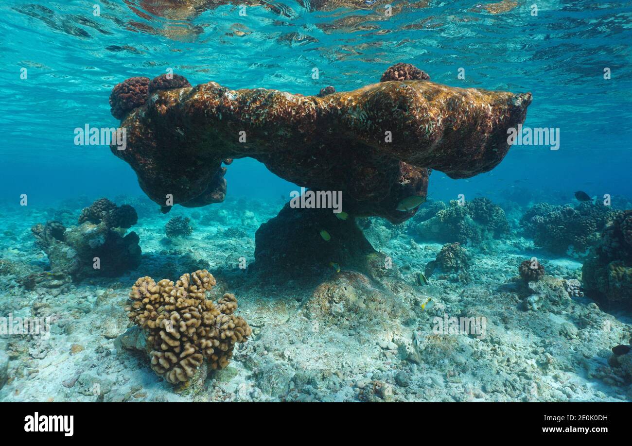 Vecchia formazione di reef sott'acqua nella laguna di Rangiroa, oceano Pacifico, Tuamotus, Polinesia francese, Oceania Foto Stock