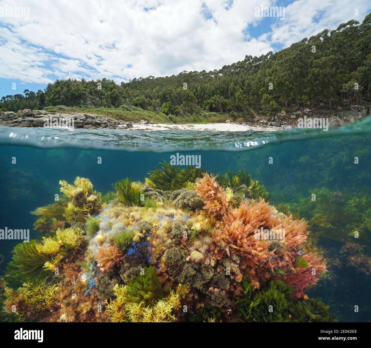 Spagna Galizia, costa e alghe colorate sott'acqua, vista su e sotto la superficie dell'acqua, oceano Atlantico, Cangas, provincia di Pontevedra Foto Stock