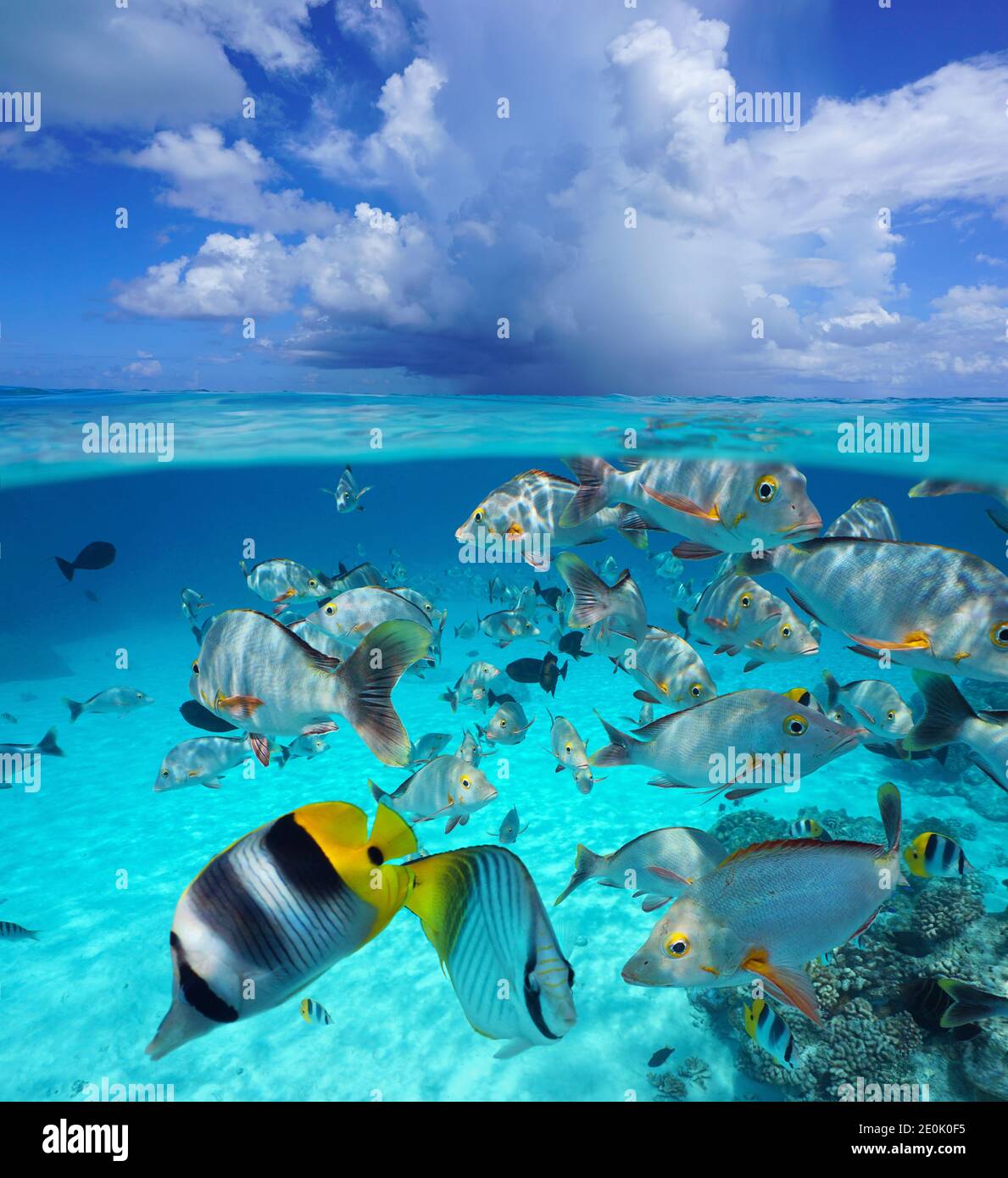 Nuvola sopra la superficie del mare con pesci tropicali sott'acqua, mare sopra e sotto l'acqua, oceano Pacifico, Polinesia francese, Oceania Foto Stock