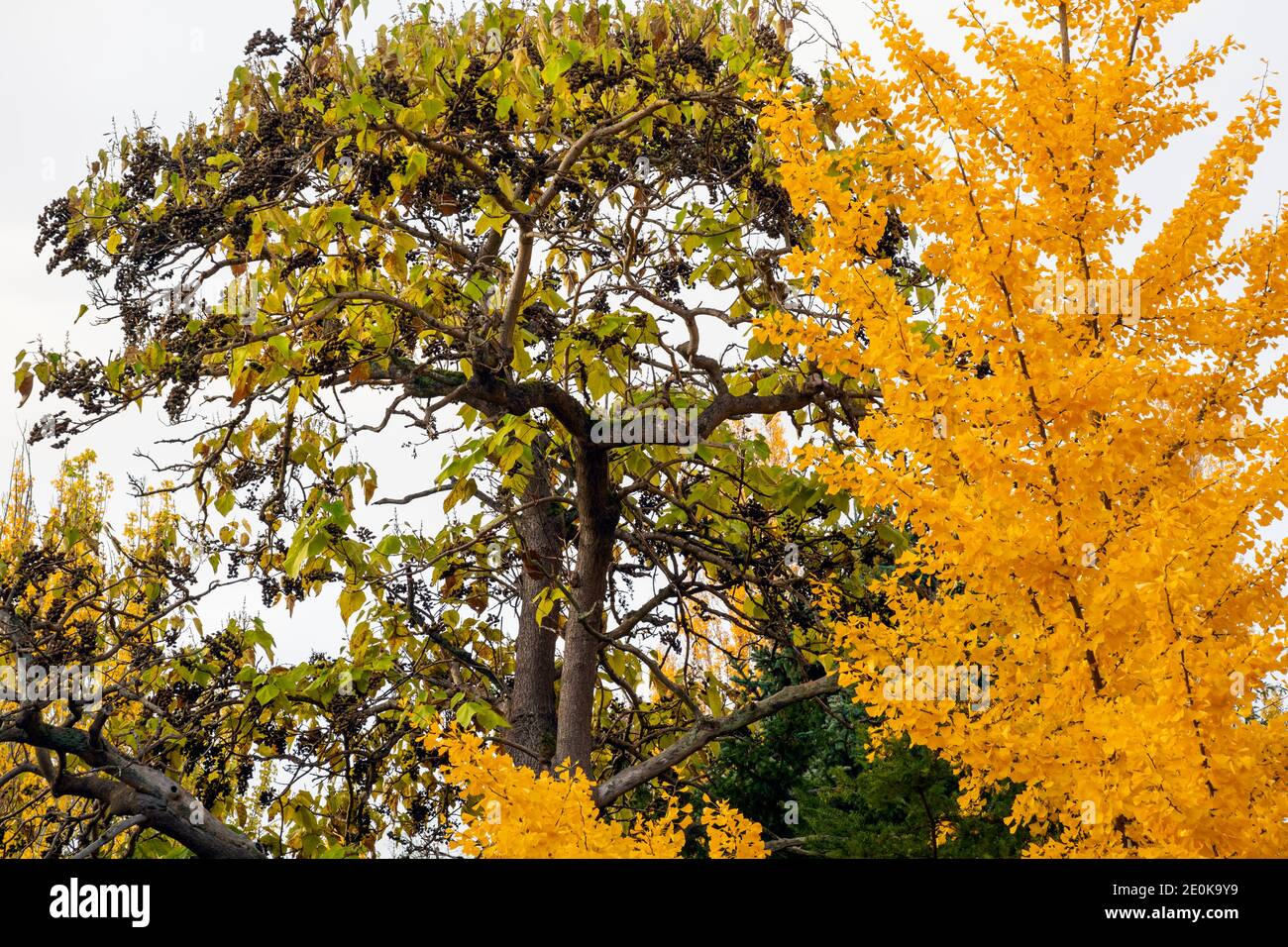 WA18937-00...WASHINGTON - tempo di autunno al Kubota Garden mentre l'albero di ginko si trasforma in brillanti colori autunnali a Seattle. Foto Stock