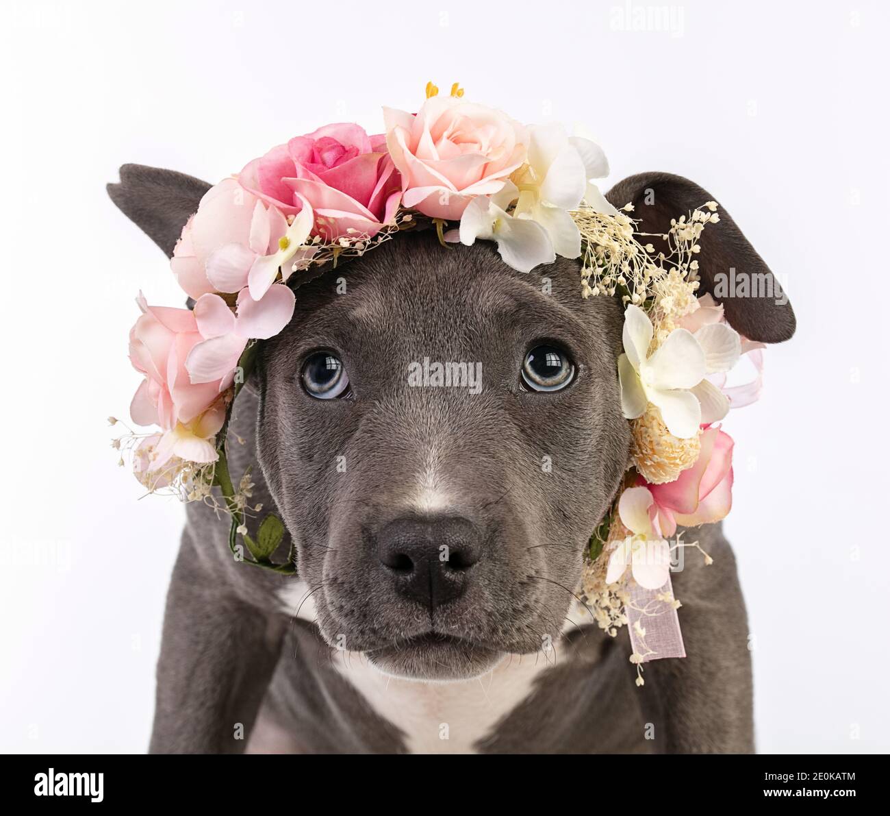 Puppy american staffordshire terrier con una corona di fiori su sfondo bianco Foto Stock