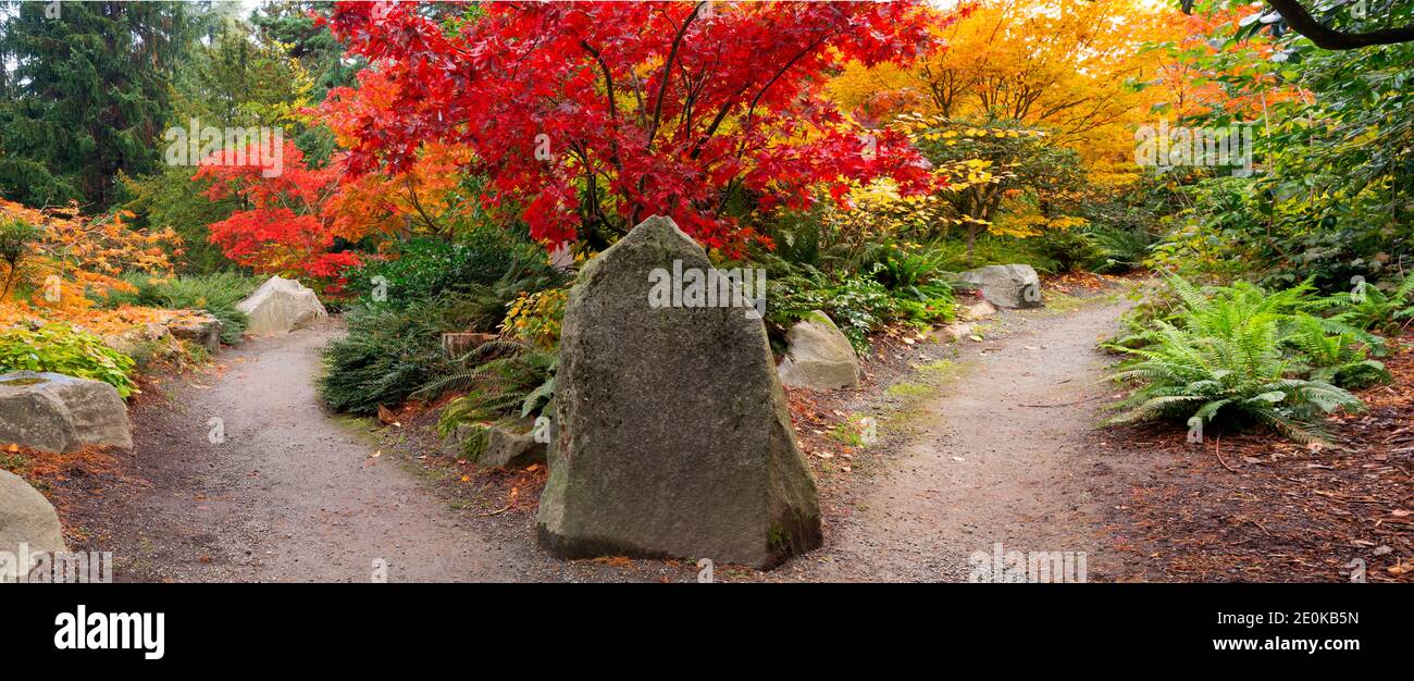 WA18945-00...WASHINGTON - percorso diviso che passa brillanti alberi d'acero in colori autunnali al Kubota Garden di Seattle. Foto Stock