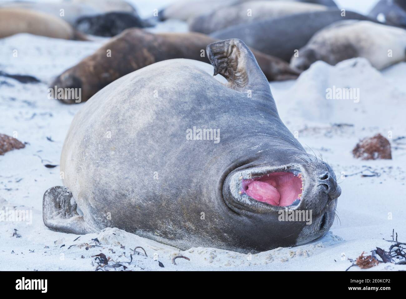 Foca dell'Elefante Meridionale (Mirounga leonina), Isola dei leoni marini, Isole Falkland Foto Stock