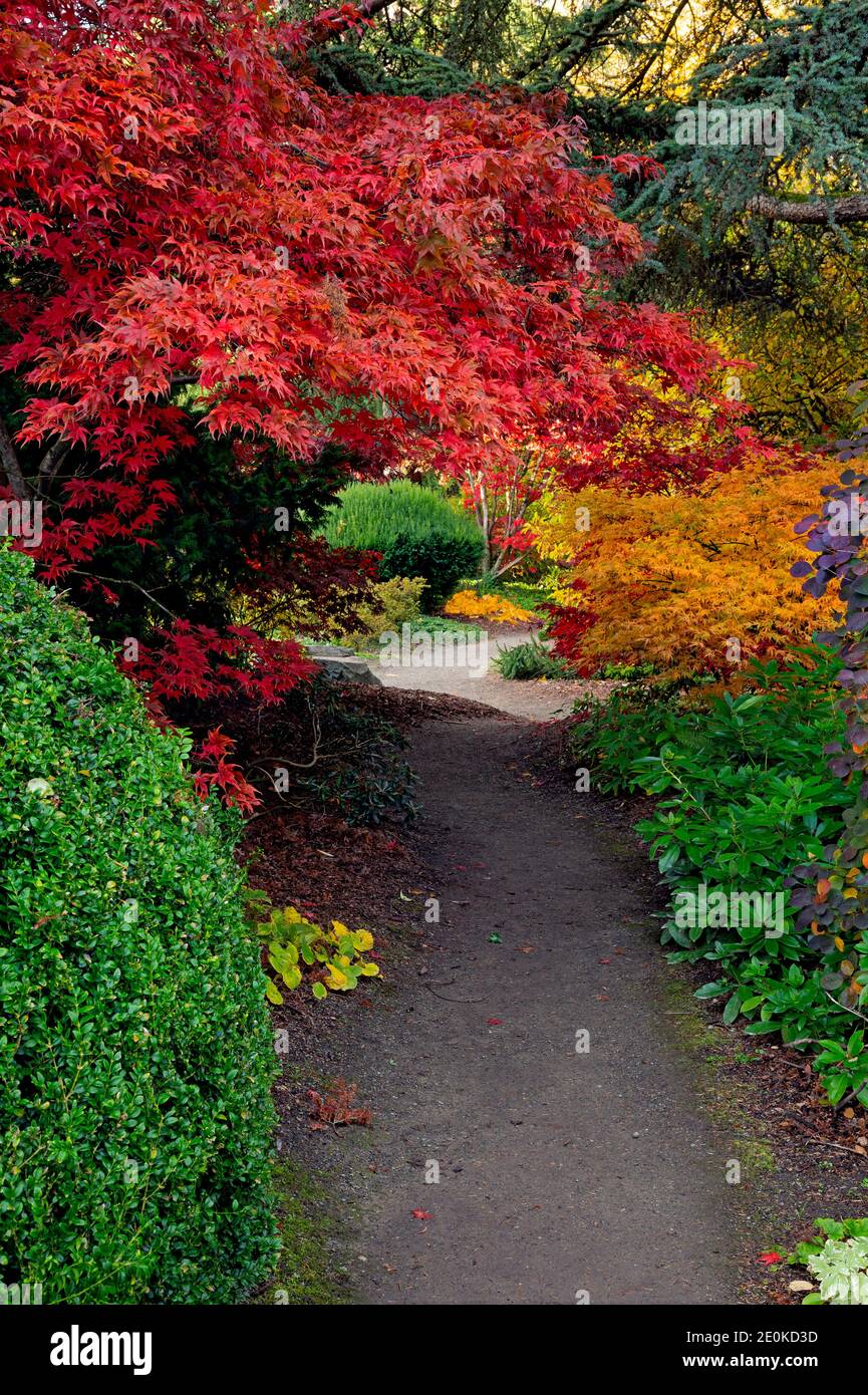 WA18955-00...WASHINGTON - il colore autunnale illumina un sentiero nel Kubota Garden, un parco cittadino di Seattle. Foto Stock