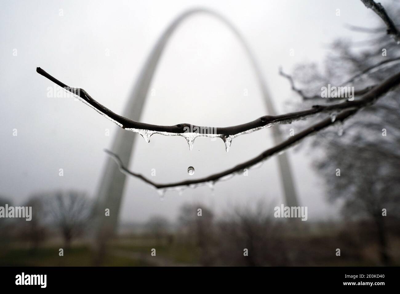 St. Louis, Stati Uniti. 01 gennaio 2021. L'acqua gocciola da un sottile strato di ghiaccio aggrappato ad un albero sul Gateway Arch Grounds a St. Louis venerdì 1 gennaio 2021. Un sistema di tempesta ha lasciato cadere uno smalto di pioggia congelata nella zona di St. Louis durante la notte causando strade ghiacciate che portano a molti incidenti nella zona di St. Louis. Photo by Bill Greenblatt/UPI Credit: UPI/Alamy Live News Foto Stock