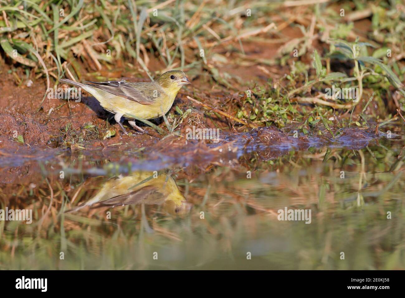 Lesser Goldfinch (Spinus psaltria) femmina acqua potabile, Texas del Sud, Stati Uniti Foto Stock