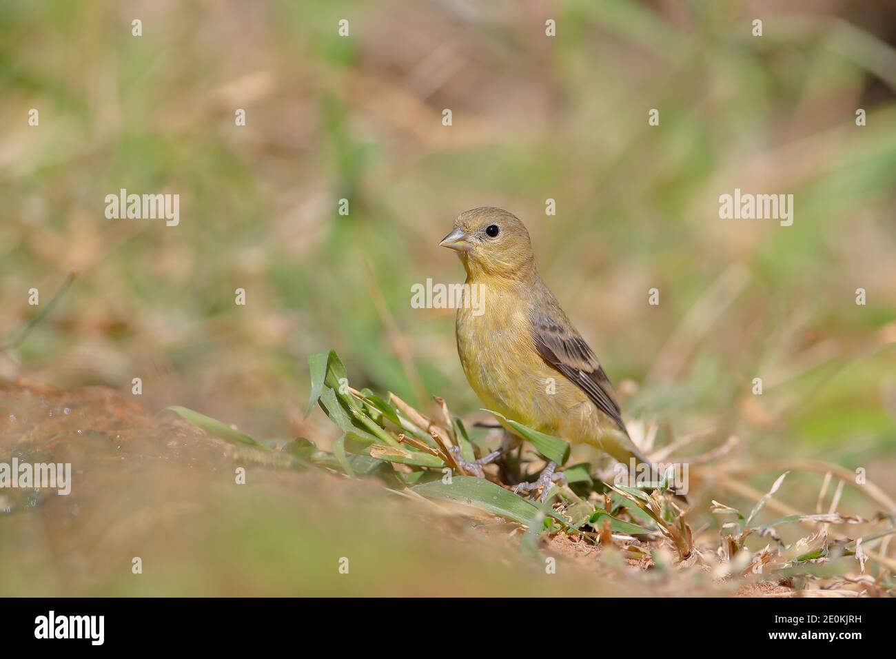 Lesser Goldfinch (Spinus psaltria) femmina, Texas del Sud, Stati Uniti Foto Stock