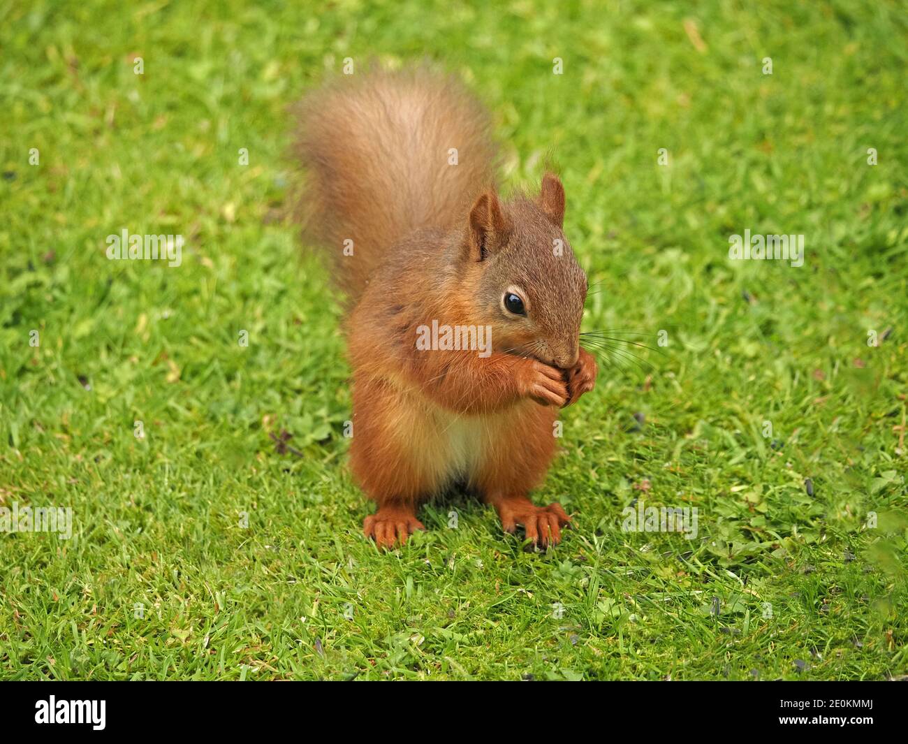 Carino scoiattolo rosso eurasiatico (Sciurus vulgaris) con whisker lunghi in posa caratteristica nutrirsi di semi in erba in Cumbria, Inghilterra, Regno Unito Foto Stock