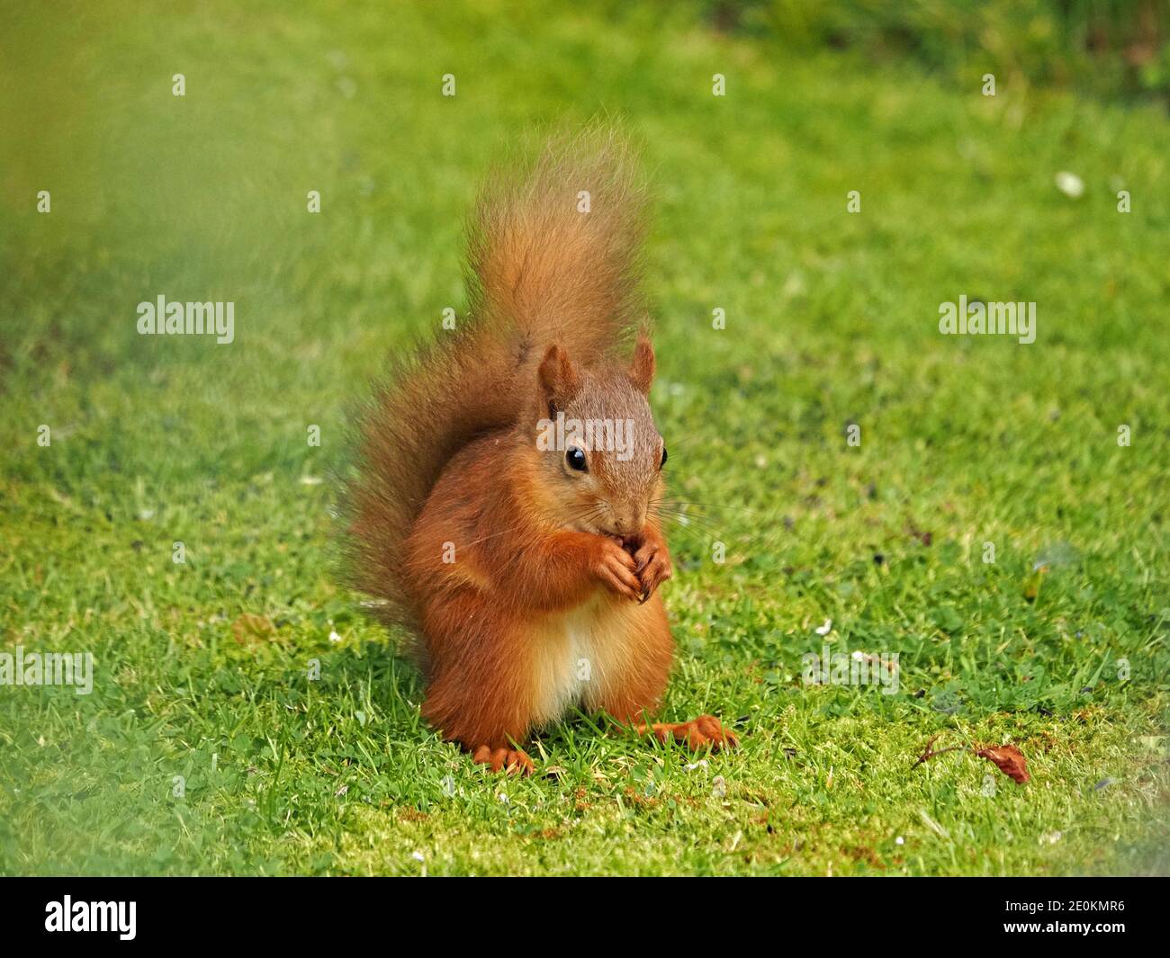 Carino scoiattolo rosso eurasiatico (Sciurus vulgaris) con whisker lunghi in posa caratteristica nutrirsi di semi in erba in Cumbria, Inghilterra, Regno Unito Foto Stock