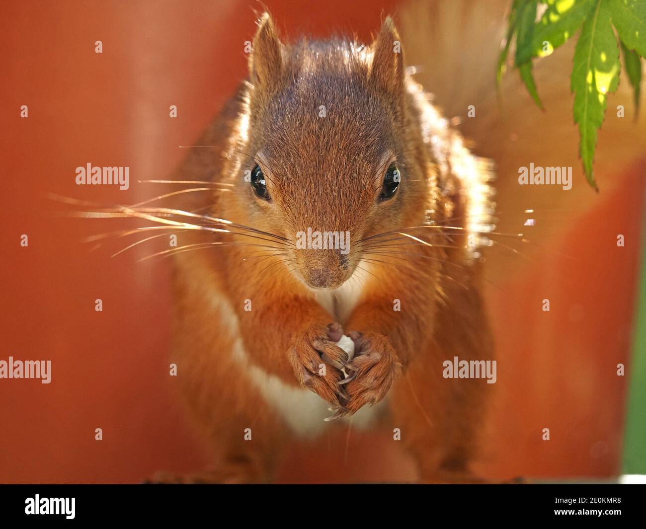 Primo piano del simpatico scoiattolo rosso eurasiatico (Sciurus vulgaris) con lunghi whisker brillanti in posata tipica alimentare in Cumbria, Inghilterra, Regno Unito Foto Stock
