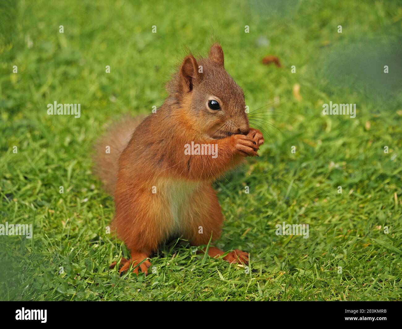 Carino scoiattolo rosso eurasiatico (Sciurus vulgaris) con whisker lunghi in posa caratteristica nutrirsi di semi in erba in Cumbria, Inghilterra, Regno Unito Foto Stock