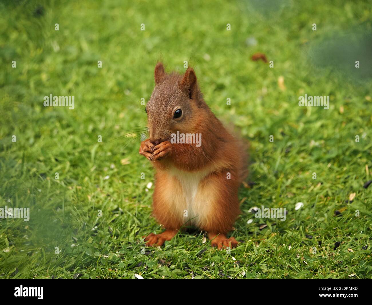 Carino scoiattolo rosso eurasiatico (Sciurus vulgaris) con whisker lunghi in posa caratteristica nutrirsi di semi in erba in Cumbria, Inghilterra, Regno Unito Foto Stock