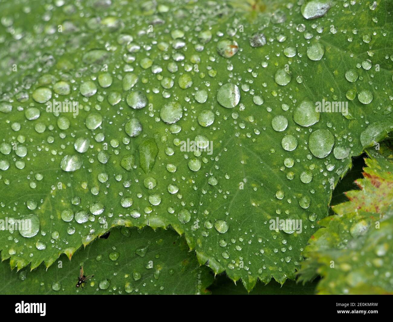 Gocce d'acqua trattenute dai peli morbidi sulla foglia di Alchemilla vulgaris, mantello di una donna comune (nove ganci/piede dell'orso/piede del Leone) a Cumbria, Inghilterra, Foto Stock