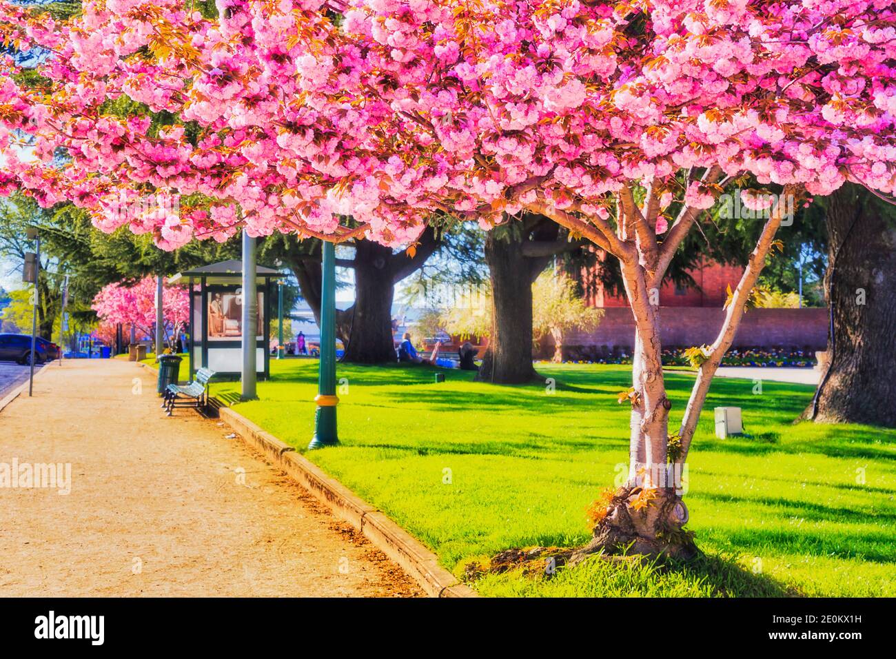 Alberi rosa in fiore nel parco Machattie della città di Bathurst in Australia, nella regione centro-occidentale del New South Wales, nella stagione primaverile. Foto Stock