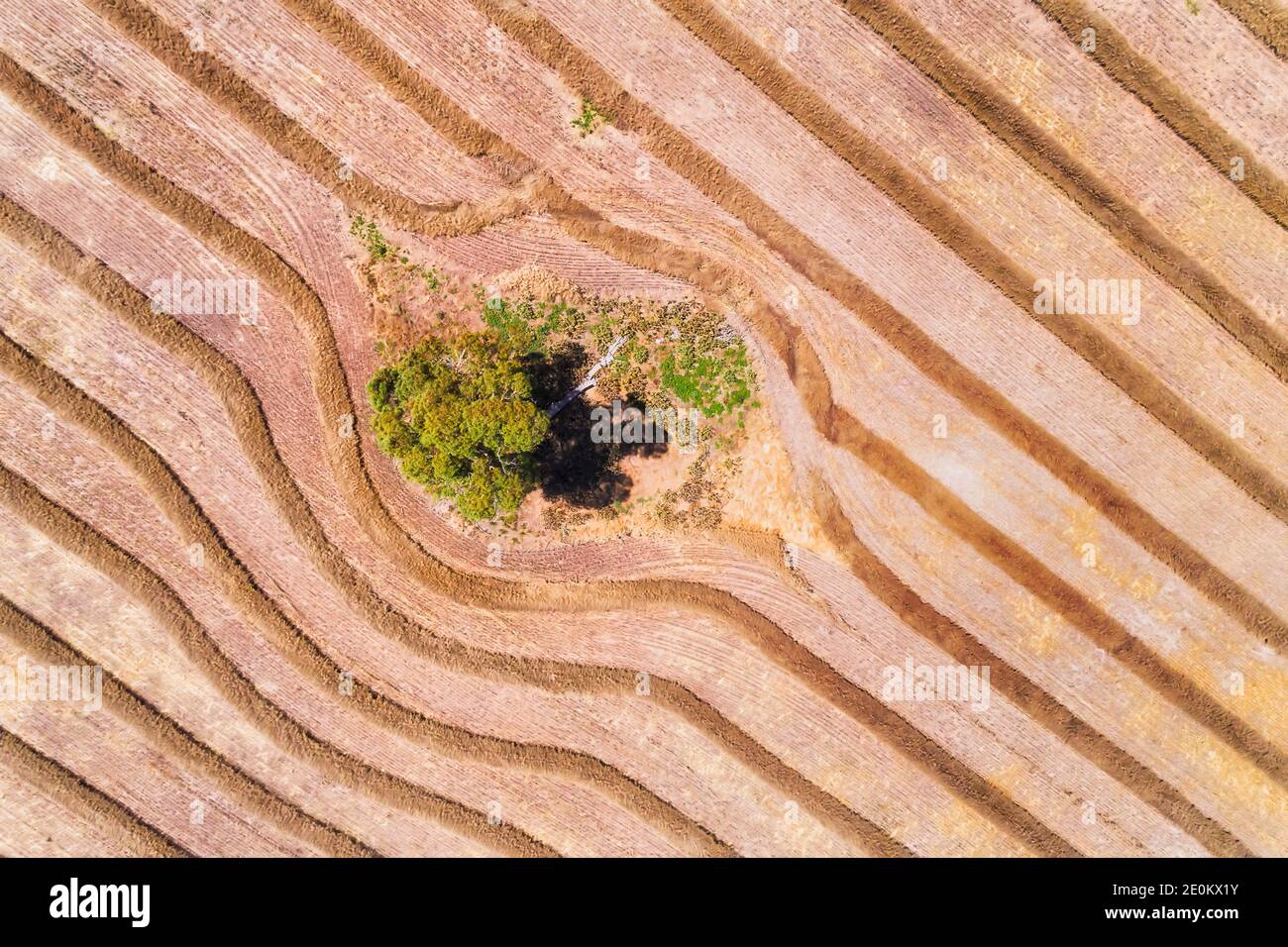 Linee di fieno che posano su un campo agricolo raccolto di un'azienda agricola coltivata in tablelands centrale dell'Australia vicino Oberon. Foto Stock