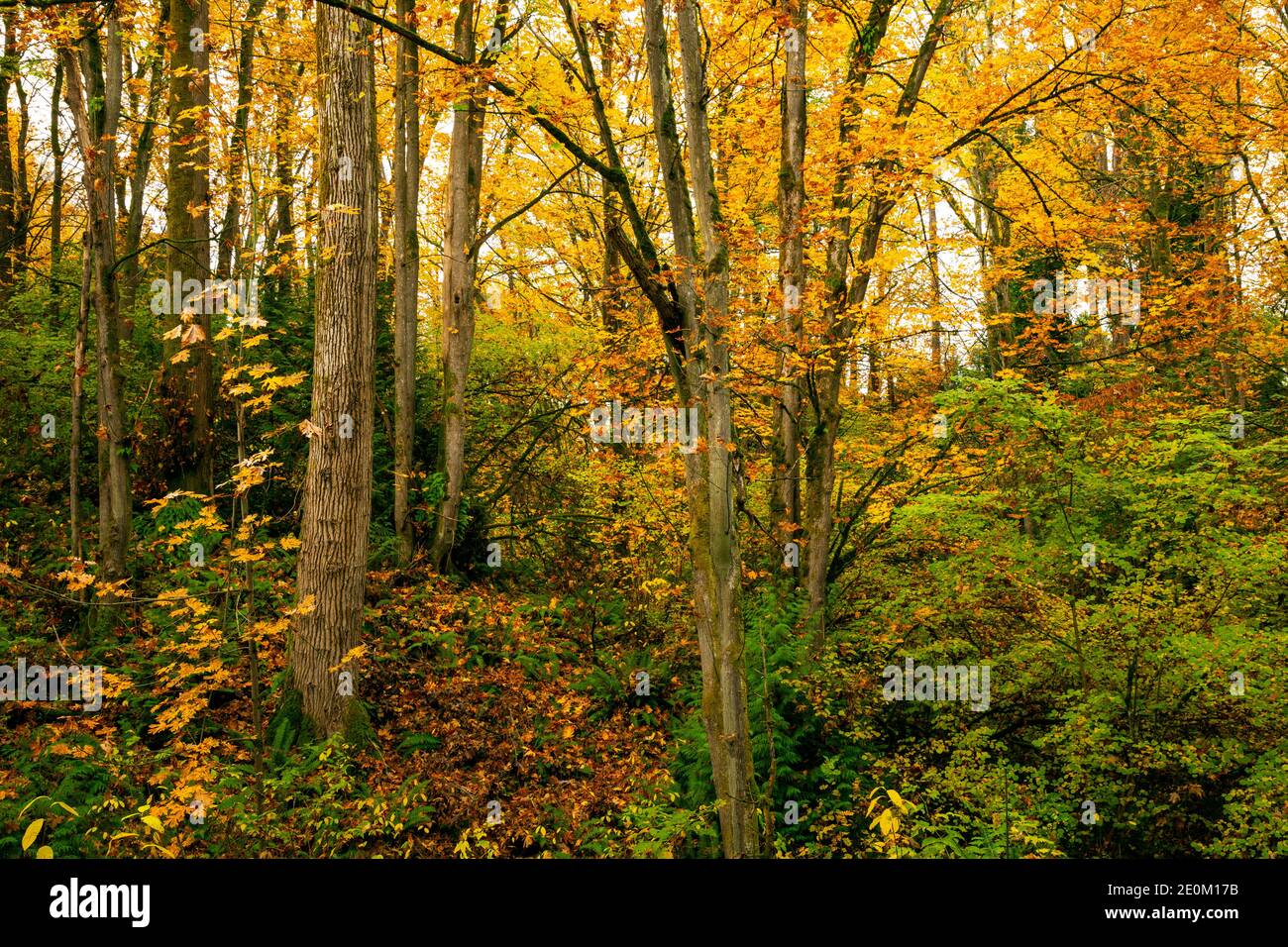WA18971-00...WASHINGTON - Big Leaf Maple Trees in colori autunnali vibranti nella zona naturale del parco Kubota Gardens di Seattle. Foto Stock