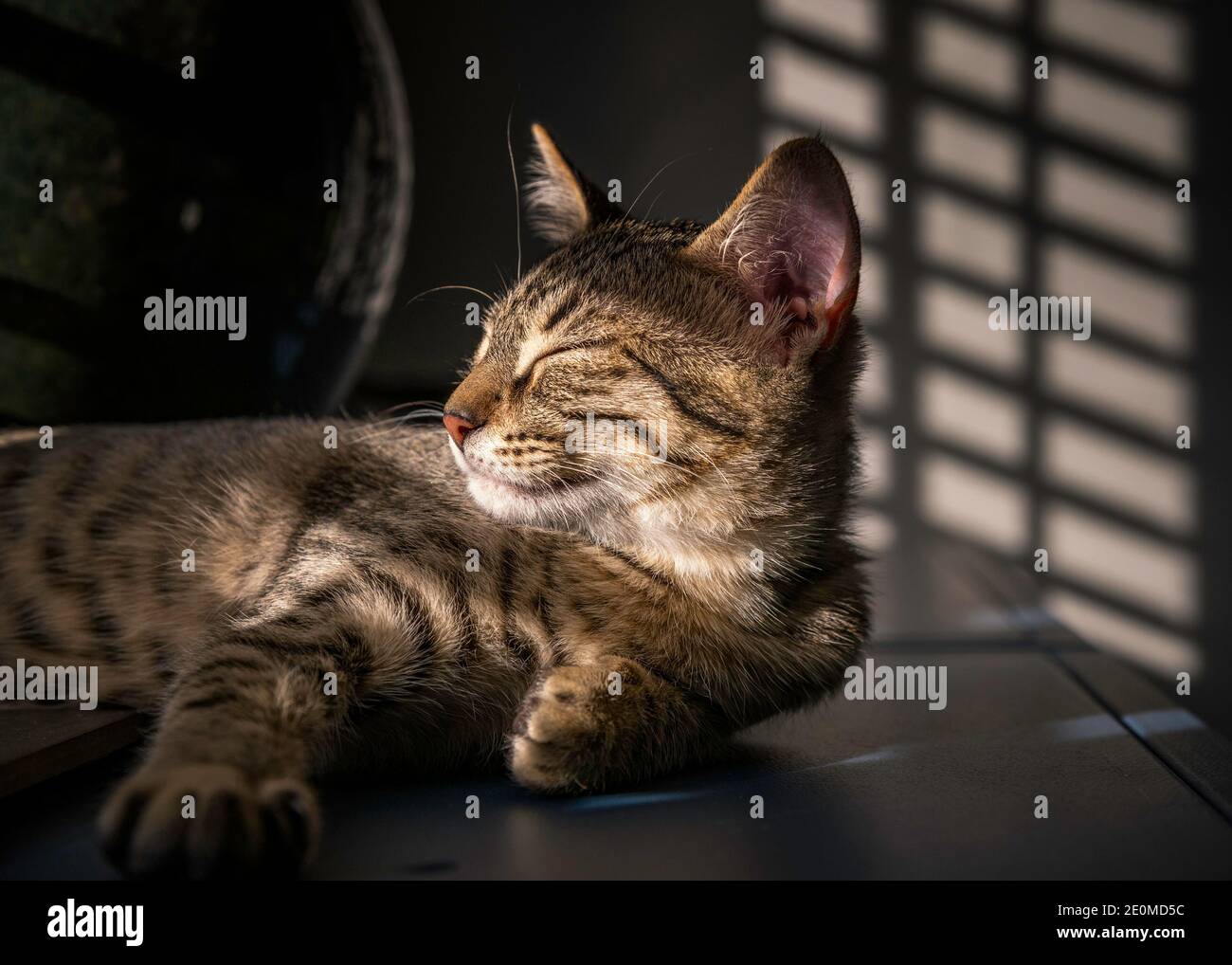 Un gattino di Tabby (Felis catus) prende un pisolino alla luce del sole. Foto Stock