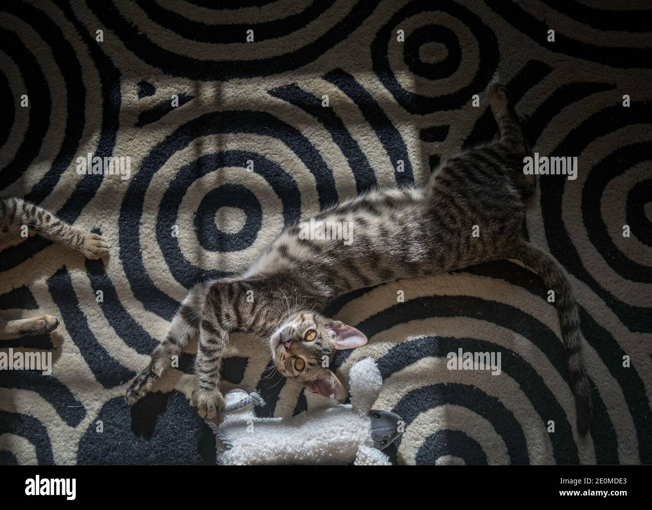 Un gattino di Tabby (Felis catus) gioca sul tappeto con un giocattolo chiamato kicker. Foto Stock