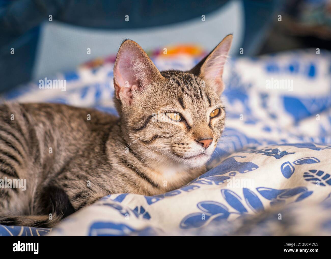 Un gattino di Tabby (Felis catus) giace su un letto sotto la luce del sole. Foto Stock