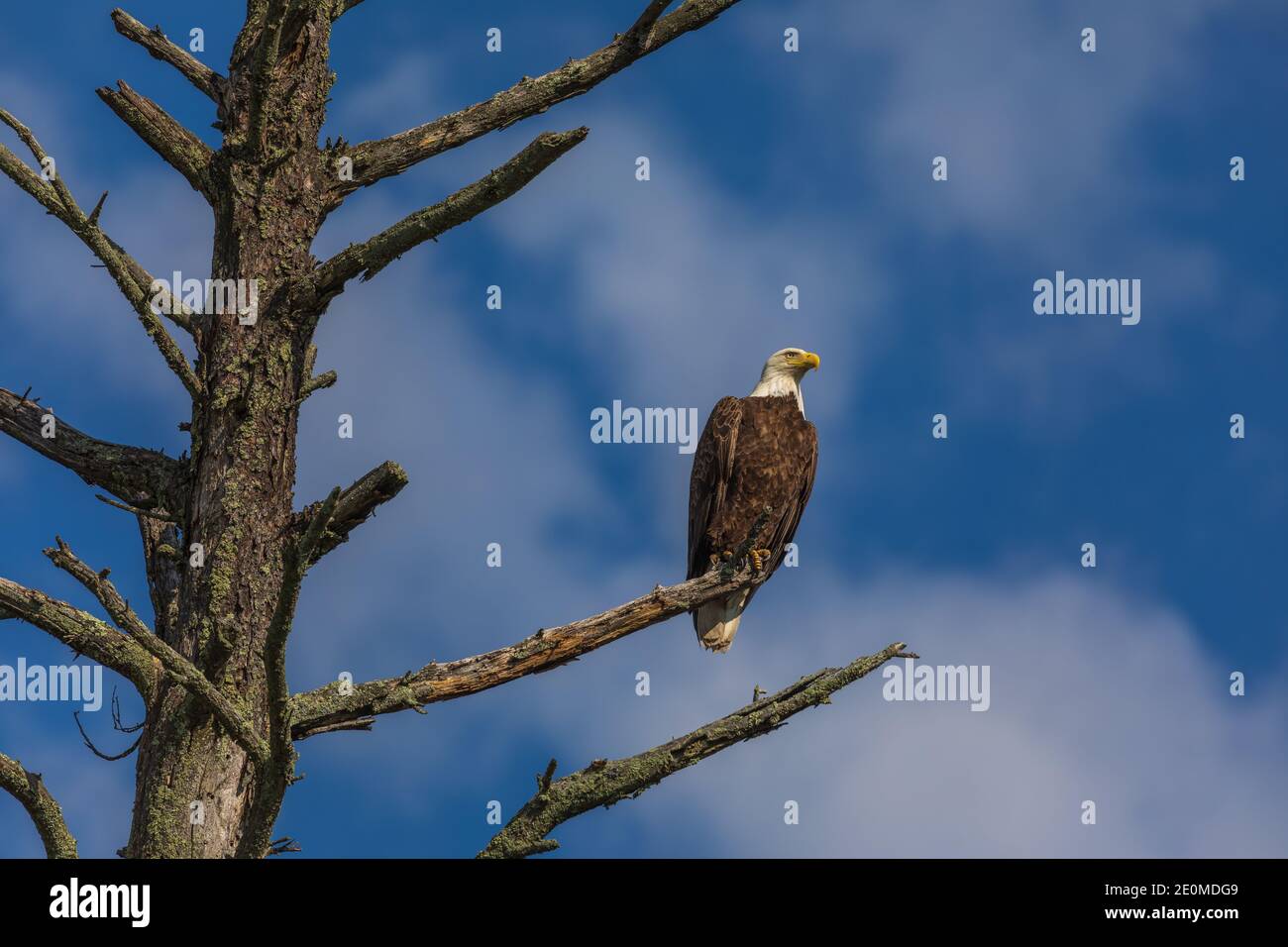 Aquila calva appollaiata su un serpente nel Wisconsin settentrionale. Foto Stock