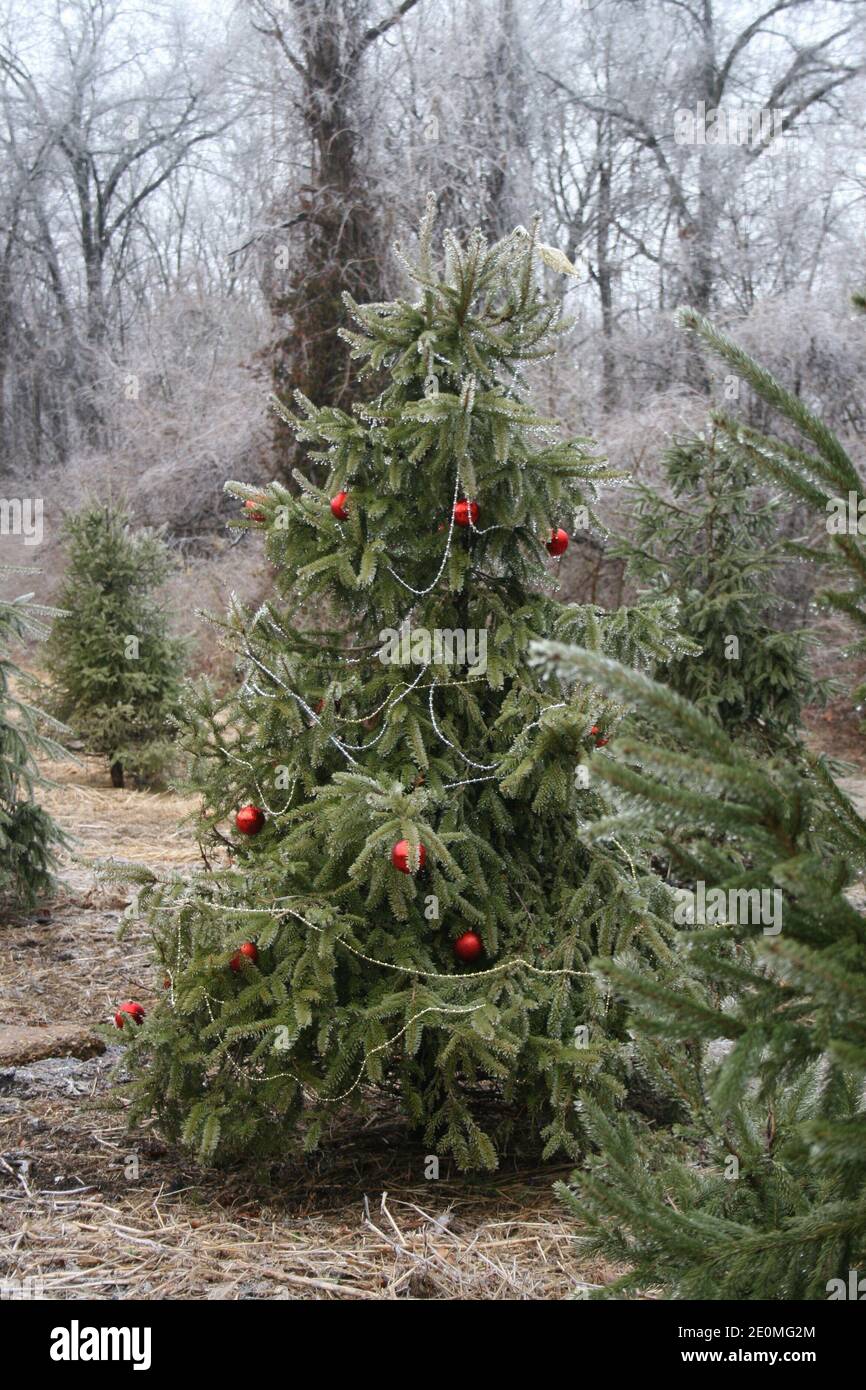 Spirito Yule-Tide nel parco. Foto Stock