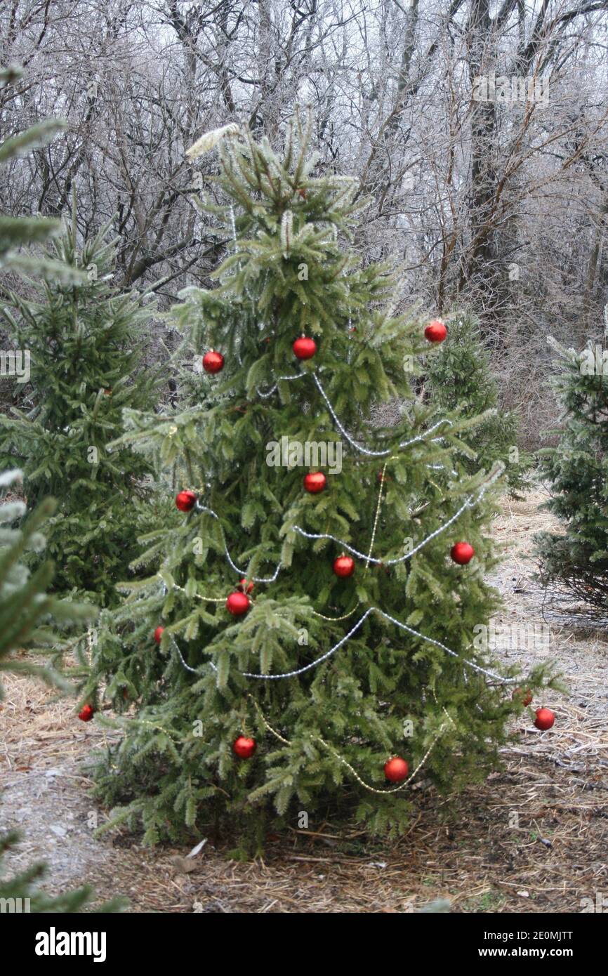 Spirito Yule-Tide nel parco. Foto Stock