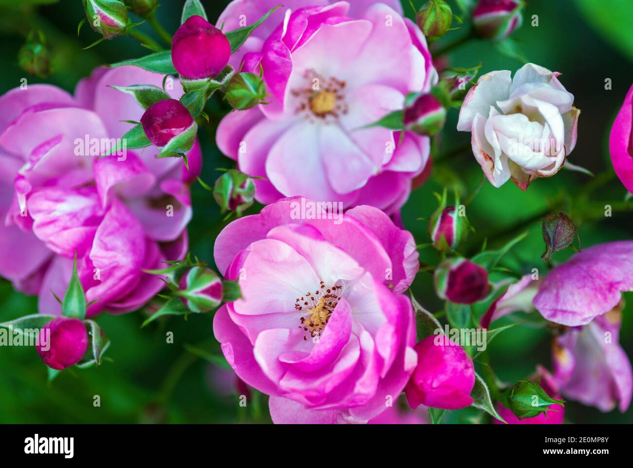 Rosa-bianco rosa fiori e boccioli in rosario, closeup shot (Rosa Angela di Kordes) Foto Stock