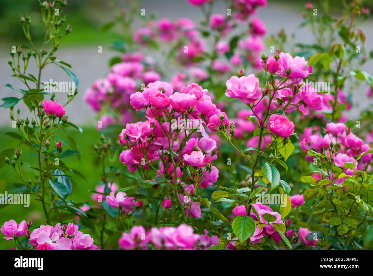 Nel giardino fioriscono le rose rosa dell'Angela, vista generale. Arbusti moderni di Kordes fiori abbondantemente per tutta la stagione Foto Stock