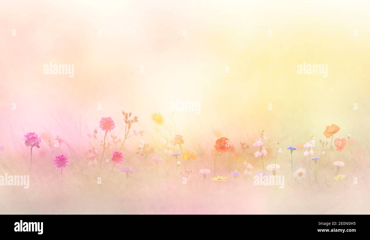 Fiori in un prato alla luce del sole, fuoco morbido Foto Stock