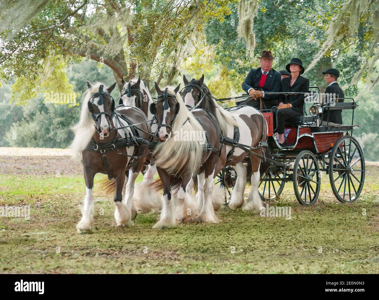 Gipsy Vanner Horse squadra che tira carrozza sotto la diffusione di alberi di quercia dal vivo. Foto Stock