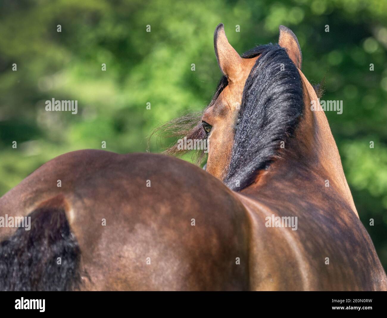 Gipsy Vanner Horse mare visto da oltre fianco hind Foto Stock
