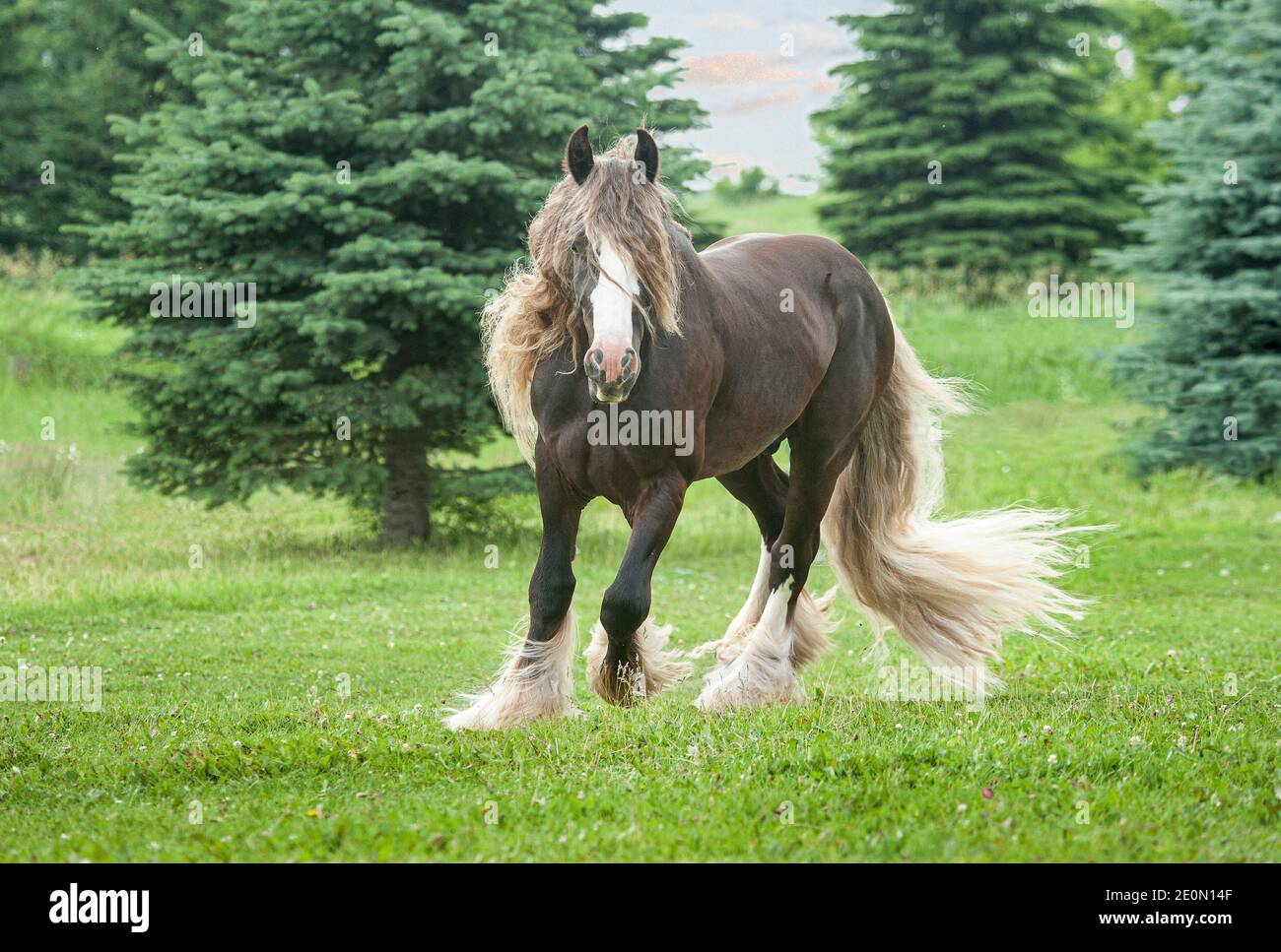Gypsy Vanner Cavallo stallone di mele argentate sfrenato in paddock aperto Foto Stock