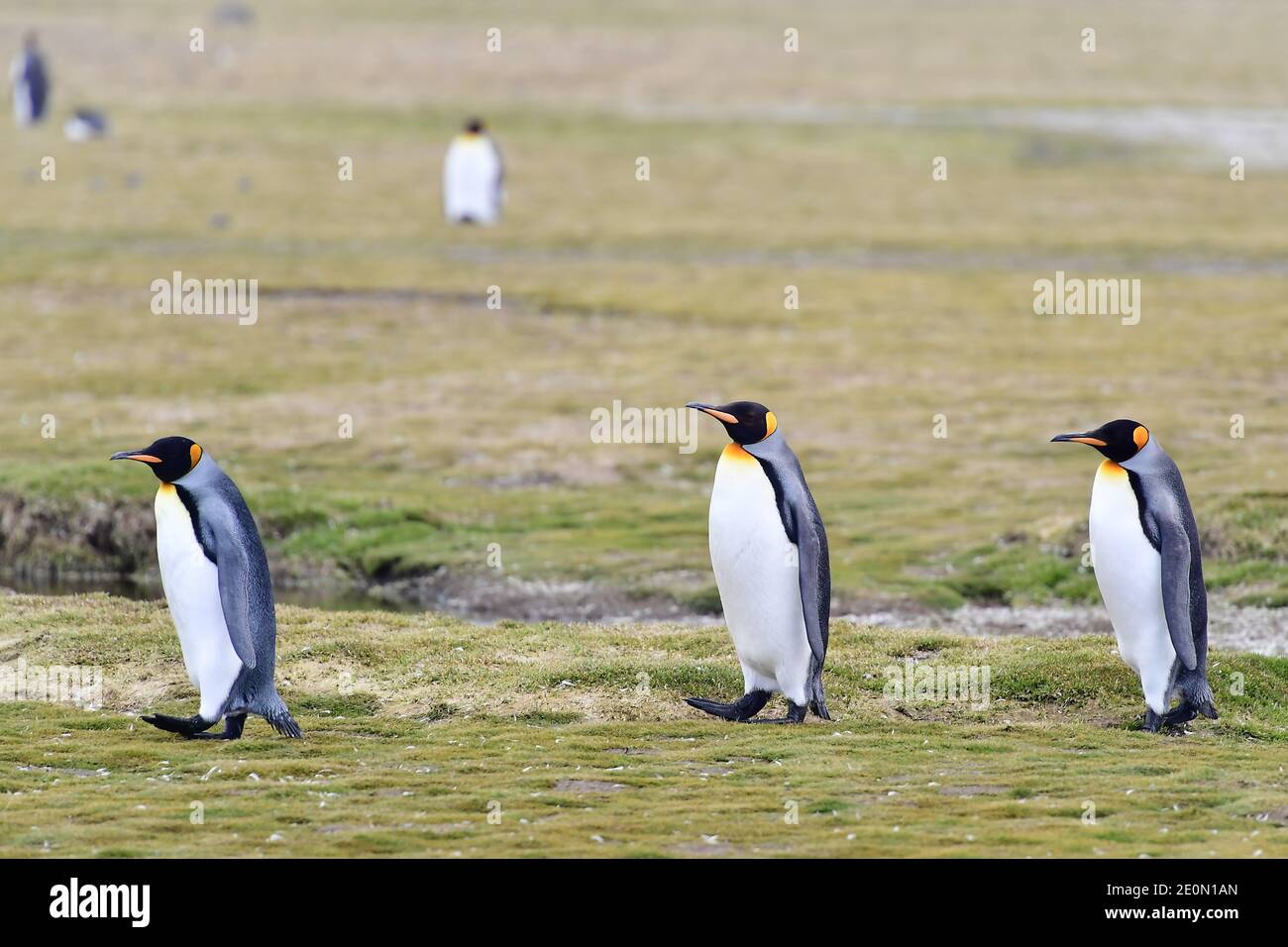 Re Pinguini (Atenodytes patagonicus) che camminano nella loro colonia sulle pianure erbose dell'isola della Georgia del Sud, nell'Oceano Atlantico del Sud. Foto Stock