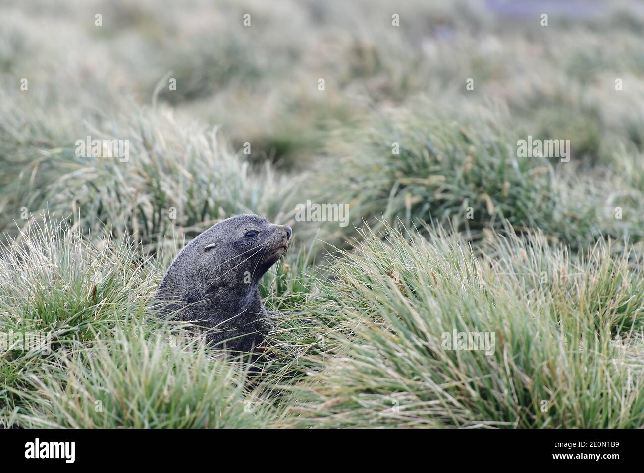 Foca da pelliccia antartica (Arctocephalus gazella) circondata da erba di tussac (Poa flabellata) sull'isola della Georgia meridionale nell'Oceano Atlantico meridionale. Foto Stock