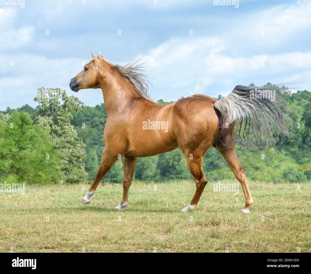 Stallone a cavallo del palomino di 15 anni Foto Stock