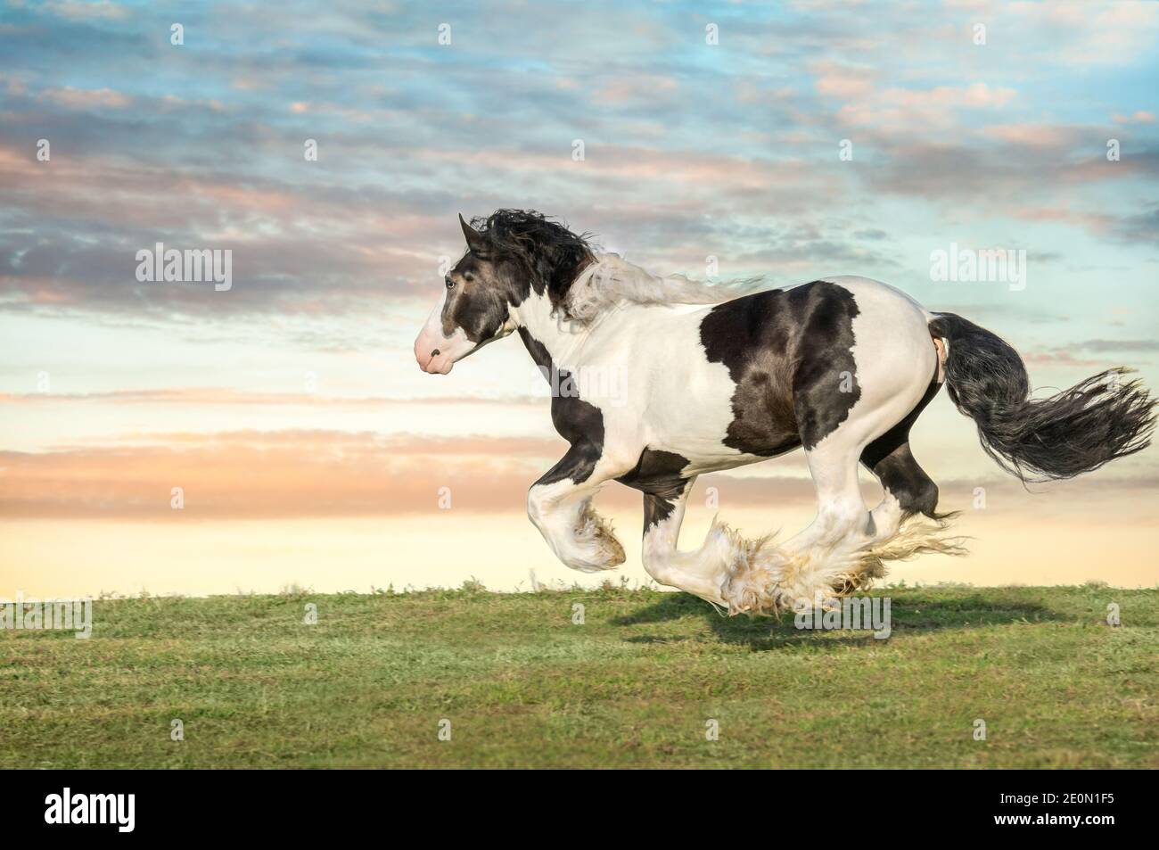 Gypsy Vanner Horse colt che corre all'orizzonte Foto Stock