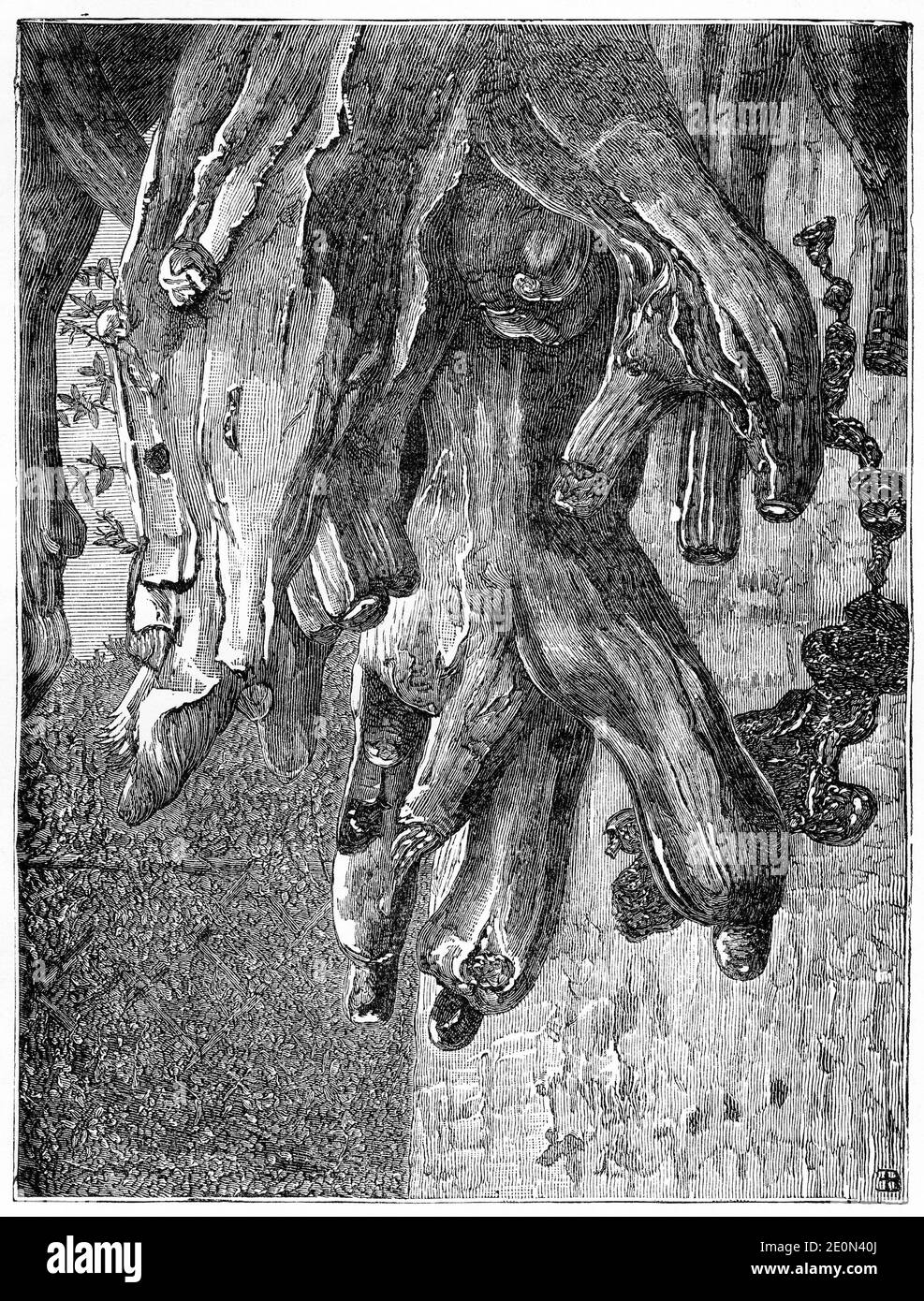 Particolare di un albero di sangue di Dragons o drago (Dracaena draco) che secernono una resina rossastra, conosciuta come sangue di drago, usata per incenso, colorante, vernice e medicina tradizionale (problemi respiratori e gastrointestinali). Il drago è un albero subtropicale del genere Dracaena, originario delle Isole Canarie, di Capo Verde, di Madera e locale del Marocco occidentale. Foto Stock