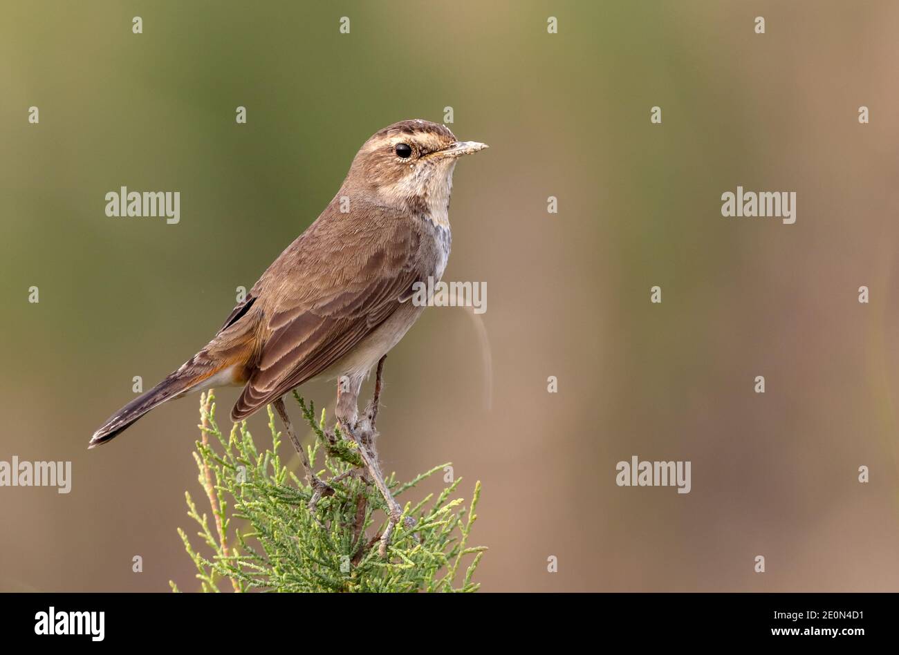 Alamy bel ritratto di Blueghar sul ramo (Luscinia svecica) Foto stock Foto Stock