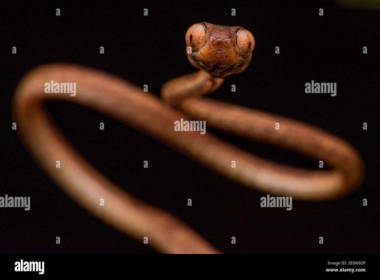 Un serpente di albero a testa piatta giallo (Imantodes inornatus) di fronte alla telecamera che mostra i suoi occhi comicamente enormi - ben adattato per le sue abitudini notturne. Foto Stock