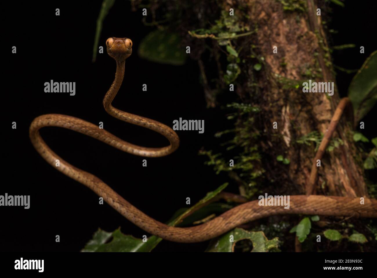 Un serpente di albero a testa piatta giallo (Imantodes inornatus) di fronte alla telecamera che mostra i suoi occhi comicamente enormi - ben adattato per le sue abitudini notturne. Foto Stock