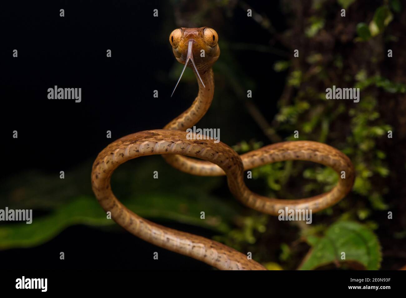 Un serpente di albero a testa piatta giallo (Imantodes inornatus) di fronte alla telecamera che mostra i suoi occhi comicamente enormi - ben adattato per le sue abitudini notturne. Foto Stock