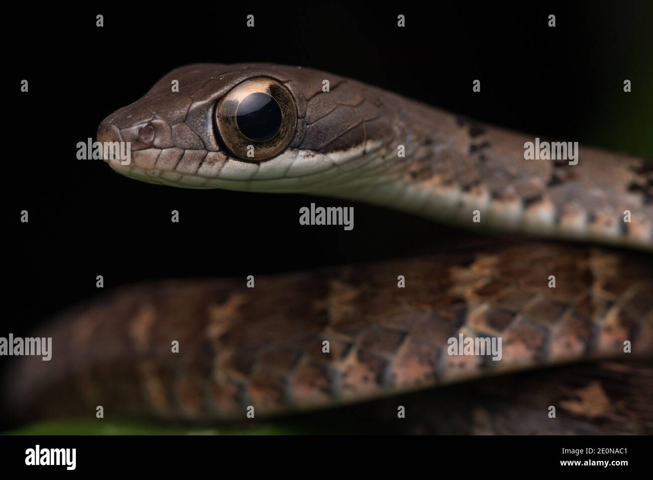 La faccia di un serpente di specie Dendrophidion, un corridore di foresta dall'Ecuador. Foto Stock