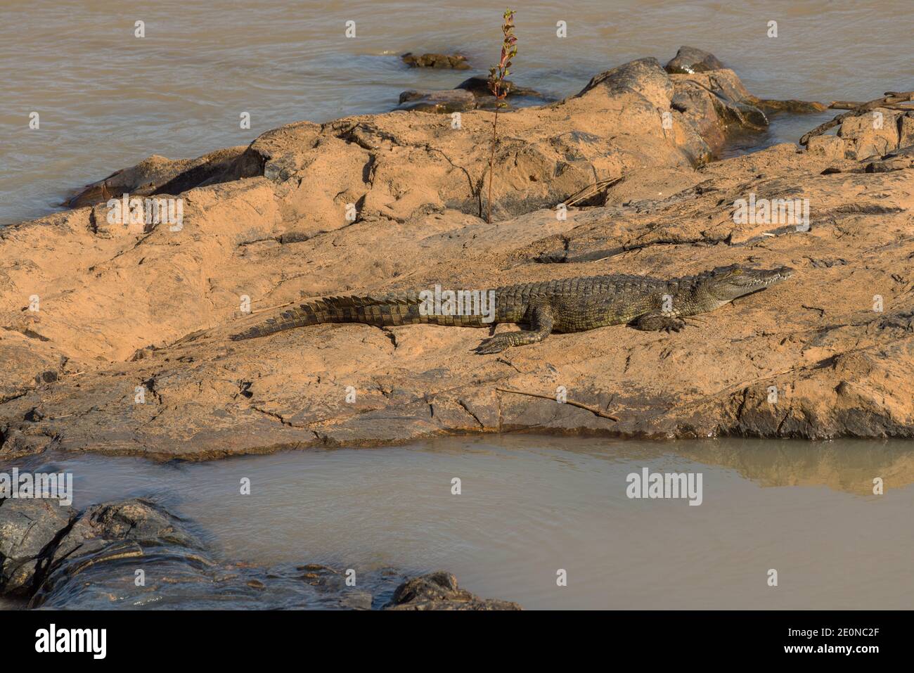 Coccodrillo prendere il sole su un'isola di pietra sul fiume Kunene, Namibia Foto Stock