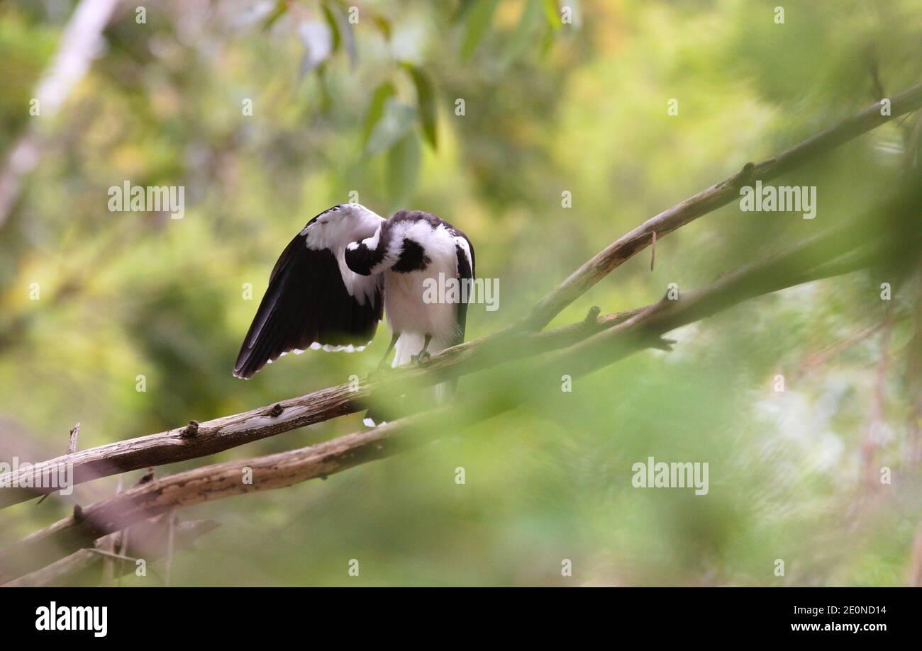 Lark australiano della magpie su un ramo che grooming è l'ala. Foto Stock